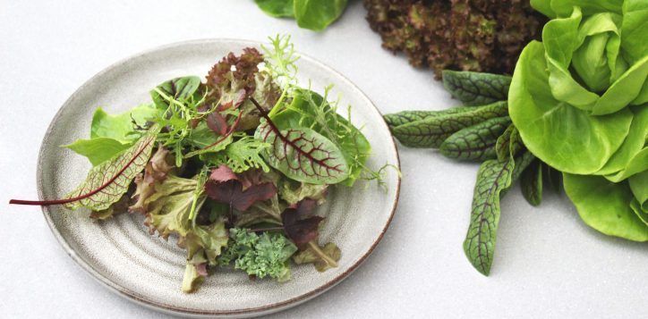 fairmont-swissotel-recipe-kit-aquaponics-salad-2