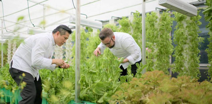 fairmont-singapore-swissotel-the-stamford-aquaponics-farm-with-chefs-2